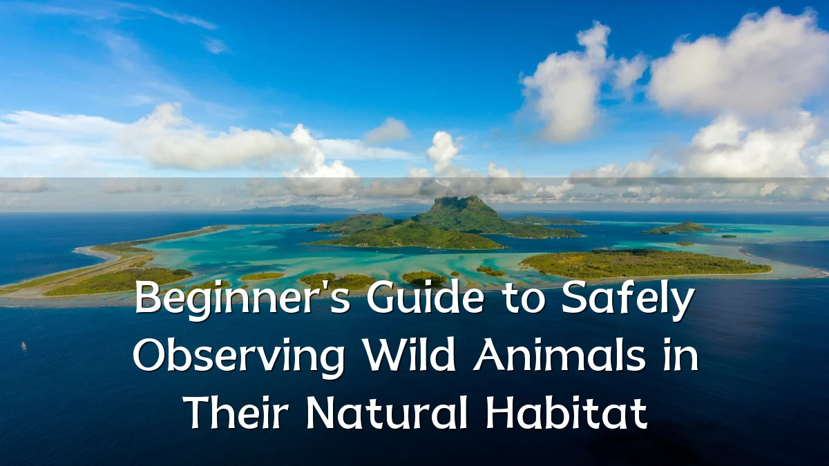 Beginner's Guide to Safely Observing Wild Animals in Their Natural Habitat