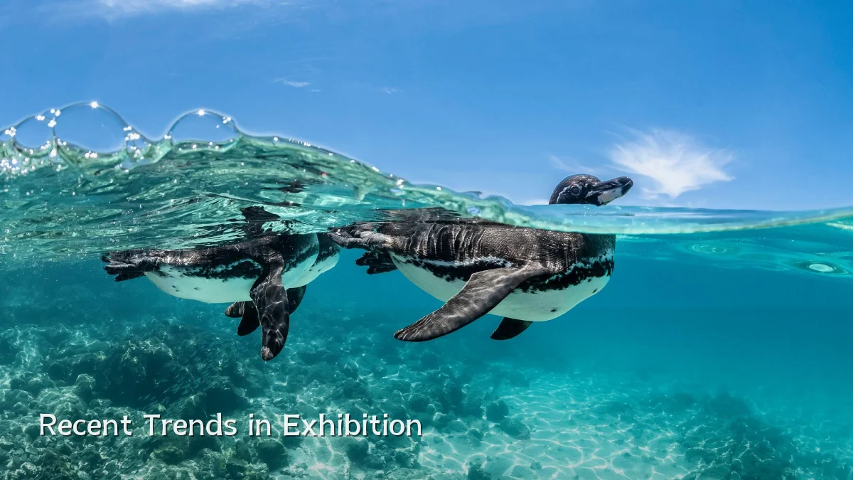 Recent Trends in Exhibition