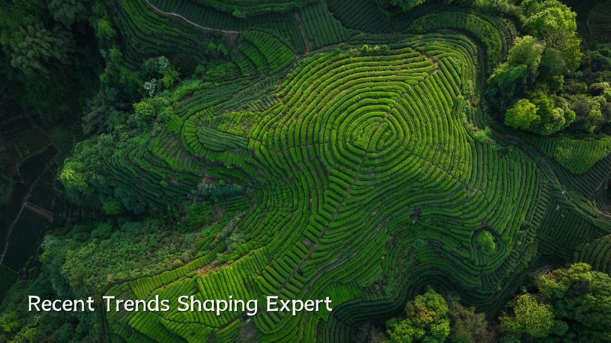 Recent Trends Shaping Expert